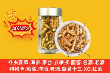 宾县求购回收散虫草